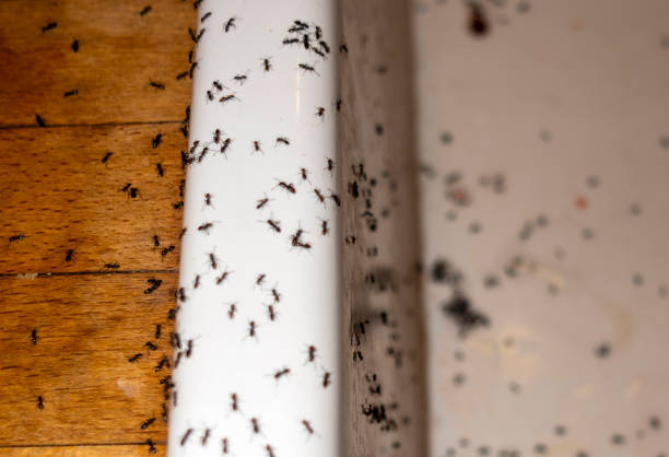 Best Exterminator Services  in Fort Campbell North, KY