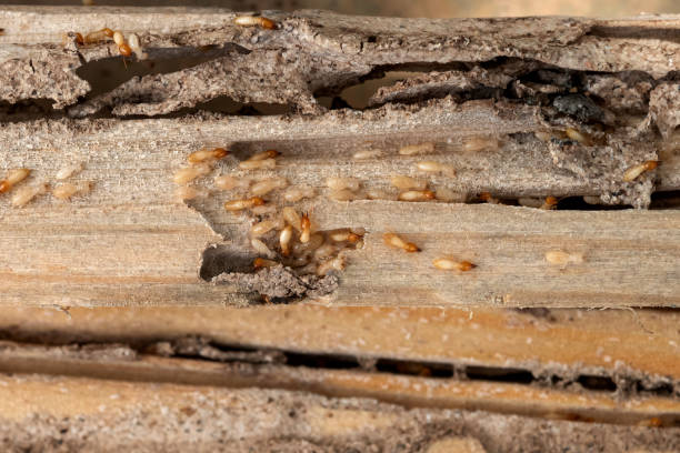 Best Pest Control Near Me  in Fort Campbell North, KY